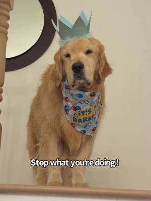 The hat was not a hit 🤣 #goldens