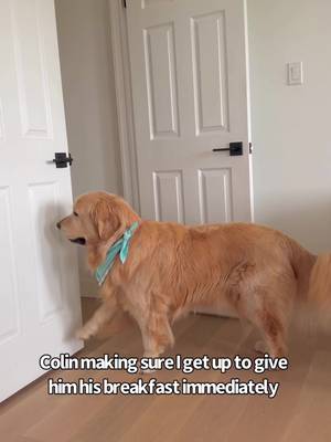 I'll never know peace in this lifetime 😃 #colin #goldens
