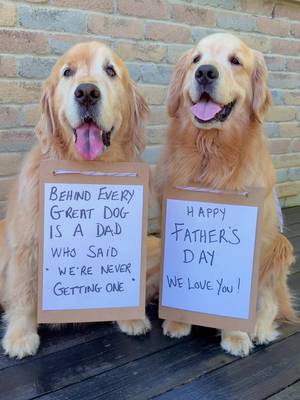 Happy Father's Day 🥳 #goldens #FathersDay
