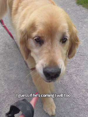 They know where their bread is buttered 😃 #goldens