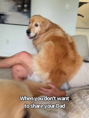 Only room for one boss 😃 #sterls #goldens