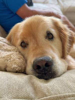 I'd give years of my life to have you here forever ❤️ #sterls #goldens