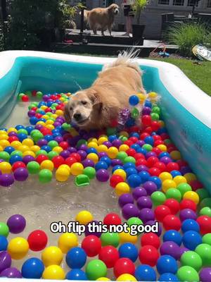 Pool day for the boys 😃 #goldens