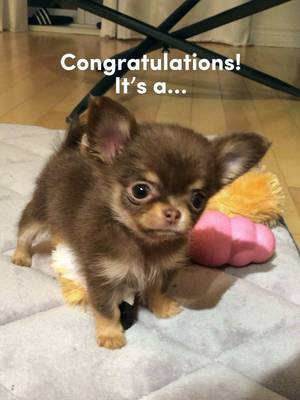 All Chihuahua owners watching this like: absolutely, yes 🙂‍↕️
