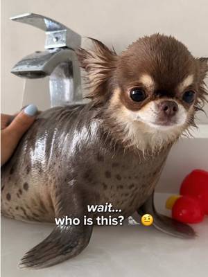 *wipes glasses* Oh nvm… it was just Lou (still can’t un-seal it tho 🦭👀)