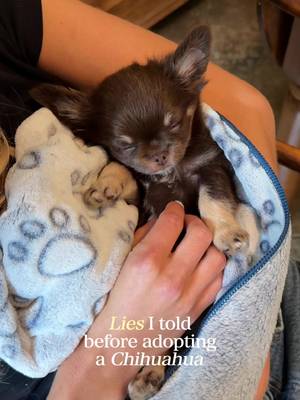 The way every rule I made before getting a chihuahua puppy lasted approximately 3 business hours 🥲 anyone else??
