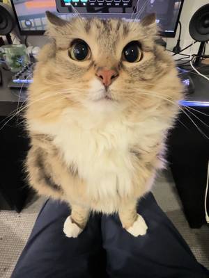 Engine is running! #catsoftiktok