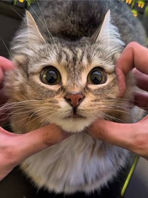 She still looks like a baby #catsoftiktok
