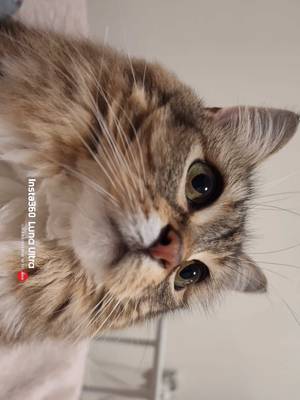 I never realized how funny my cats looked in slow motion until I filmed Mickey playing with his ball and Luna shaking her head with the Insta360 Luna Ultra. The 4K 120fps slow-motion footage reveals details you simply can't see with your eyes. Some of the best cat moments last less than a second—but now I get to keep every one of them. Use code INR7IKO to get discount and black mist filter #insta360lunaultra #Insta360 #catsoftiktok @insta360 official
