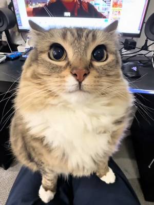 Turning my car drawings into real 3D prints 🦋✨ Try it at https://www.hi3d.ai/?utm_source=koc_kol_TT&utm_medium=sign_up&utm_campaign=LUNATHECAT #catsoftiktok #Hi3D#Hitem3D #AI3D #3Dprinting @Hi3D