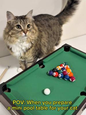 Today I prepared a mini pool table for my cats Just like the mini pool table, we can also play 8 Ball Strike Try 8 Ball Strike for a fun challenge! Check the link in my bio to try 8 Ball Strike or here at https://billiardsclash.onelink.me/4ASe/jgkmocru #Aviagames #8BallStrike #8BallStrikeCup #8ballstrikemoment #catsoftiktok