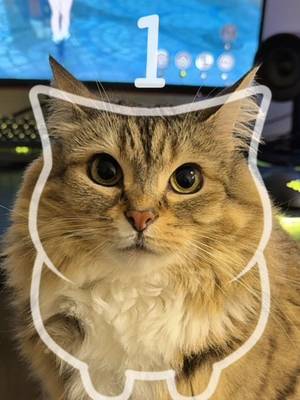 Car edit #catsoftiktok