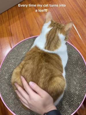 It triggers my cuteness aggression😩. #catloaf #catsoftiktok #cute #fyp #loaf #gingercat