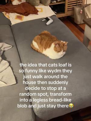 i just cant get over it everytime i see it🍞🥯 #loaf #cat #cattok #catsoftiktok #catloaf #catlover #orangecat #gingercat