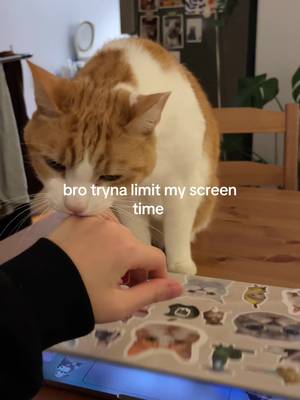 #cat #catsoftiktok #orangecat #clingyboy #cats