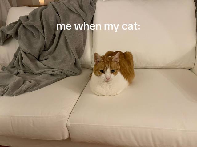 or when he does nothing or anything #cat #cattok #loaf