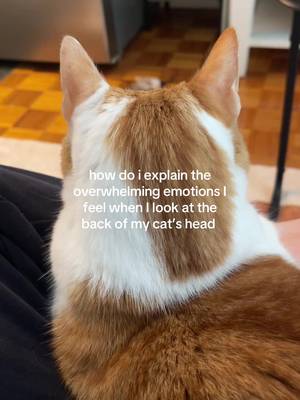 Or just when I look at him in general #catmum #catlover #seniorcat #boycat #gingercat