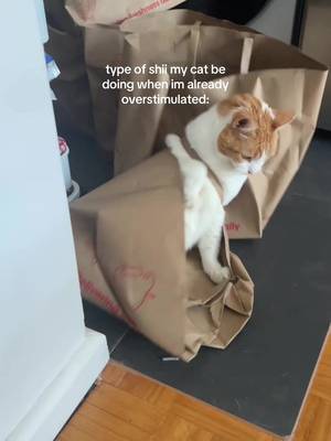 Just tumblin’ & stumblin’ 😭 #cat #sillypookie #boycat #catthings #orangecatbehaviour