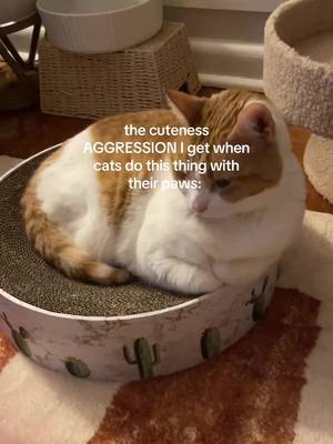 he just looks so cozy and so polite 😭 #cats #cat #catthings #cutie #fyp