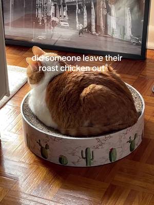 those drumsticks look scrumptious 🤭 #cat #orangecat #fyp #loaf #catlovers