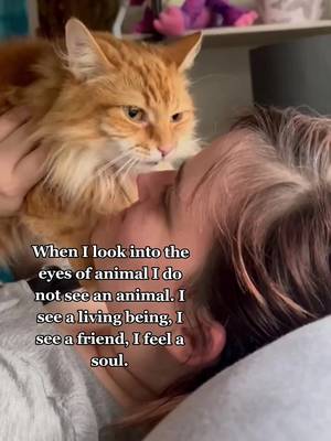My soulmate wears a fur coat #furchild #soulmate #PetsOfTikTok #catsoftiktok #cat #furbaby