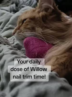 One day her beans will just be a memory and I can't let my brain occupy that thought for too long. #willow #catsoftiktok #catnailtrim #catnails
