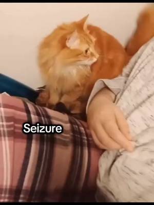 My sweet baby ❤️ #seizure #seizures #cat #catsoftiktok #PetsOfTikTok