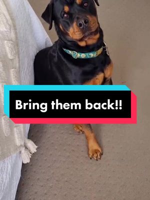 You bring back my tiny hoomans now biatch! #sass #ceo #drama #dramaqueen #rude #kids #fypシ #rottweiler #dog #foryou #fy
