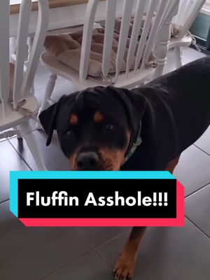 CEO of Sass is back and she's fluffin mad!!! #dad #ceo #sass #talk #queen #mad #makeadogsday #meishatherottweiler #dog #funny