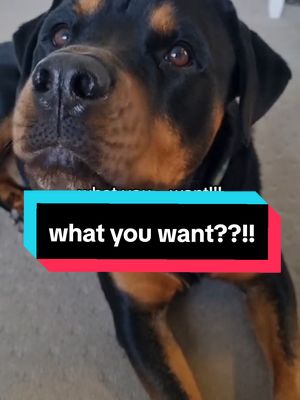 what you want!!!  🙄🙄  #mypet #pets #meishatherottweiler #mollythecockerspaniel #dog #rottweiler #Love #dogsofinstagram #dogsoftiktok #sister #baby #bond #BestFriends #puppy #pup #special #follow #cockerspaniel #rottie 
