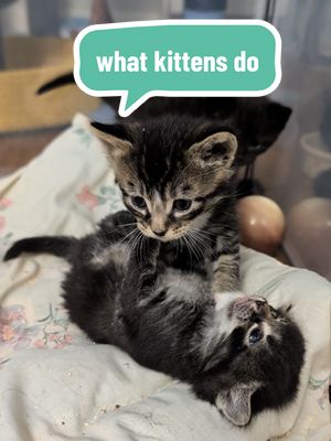 tiny #kittens doing kitten things. š„¹