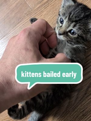 Phoebe cannot allow her #kittens to stay in prison. she's a bleeding heart. I need them to be litter trained. #foster #catrescue #catman #cute