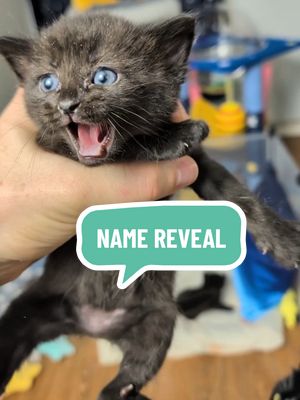 KITTEN NAME REVEAL š guess the theme! #foster #kittens #kittenfarmer #namereveal #cuteanimals