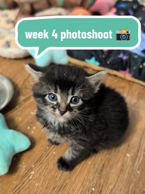 4 WEEK OLD PHOTOSHOOT: which kitten's picture is best? #photoshoot #kittens #catslovers #cute #pets