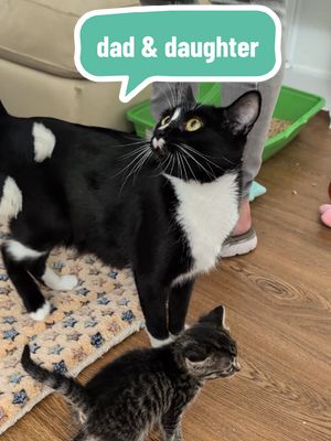 happy father's day to my dads and cat dads out there. here's a daddy daughter visit to the kitten room with a guest appearance from my mom, Vicky. #foster #kittens #girldad #catdad #cute