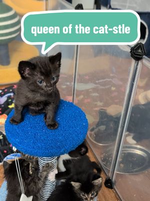 kittens are playing king of the cat-stle š° #vokra #foster #kittens #catcare #babyanimals