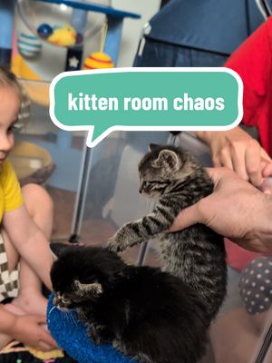 kitten chaos reigns supreme assisted by my 3 girls. #kittenroom #girldad #catdaddy #fostering #kittens