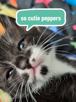 kittens encourage me to break out in song. so cutie peppers. #foster #kittens #cute