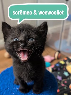 active healthy #foster #kittens make me happy. #kittenroom #meow #void