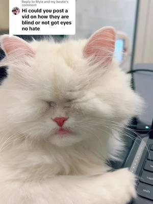 Replying to @Myla and my bestieyou asked! Here is how we lost our eyes. #rescuestory #blindcats #catvideos #adoptdontshop #catsoftiktok #pets #cutecats
