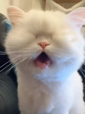 She’s not getting it is she?! What does a cat have to do to get service eh?? #blindcat #cataskingforfood #cutecat #demandingcat