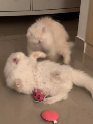 Both high on nip, but that high has to lead to something. Cats will be cats. #blindcats #rescuecats #funnycats #cutecats #catnip
