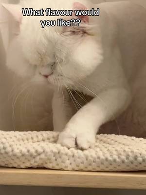 Chandie is taking biscuit orders… ⬇️ #blindcat #catmakingbiscuits #catpaws #cutecats