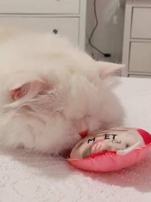 Nothing better than a catnip moment 😻🙃 #blindcat #catnip #catniphigh