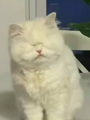 I’m so good at faking it! Blind kitties are amazing right?! #blindcat #rescuecat #blindcatsoftiktok #amazinganimals