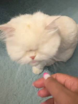Just a lil blind cat asking for more breakfast. As usual. That mum needs to get it together!! #blindcat #rescuecat #hungrycat #cataskingforfood #catsoftiktok