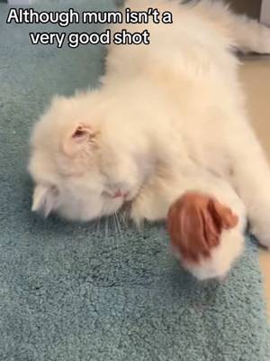 So how did I do? Which team are you rooting for in the World Cup? Or are you not a football fan? 😎😼 ⚽️ #blindcat #worldcup2026 #catplayingfootball #amazingcats #catplaying