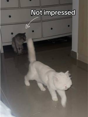 Well, this blind cat sure has quite a morning wake up routine. Getting my steps in, the squeaky meows, the unimpressed Luna, the hand nuzzles. Which is your favourite part? ##blindcat##blindcat##meows##catwakeup