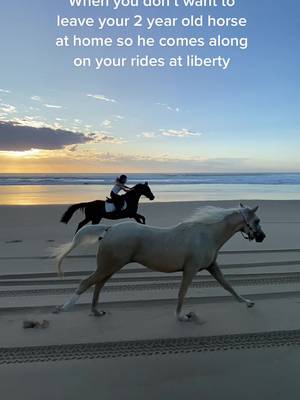 This will never get old 🙌🙌 #oakley #palomino #horse #gallop #beach #beachgallop 