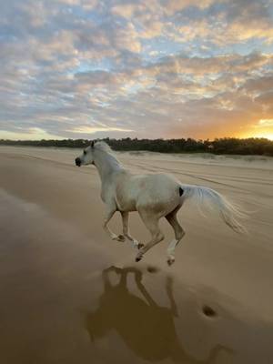 You cant convince me theres a better way to see the sunset 🤩 #horse #horseriding #beachride #beachgallop 
